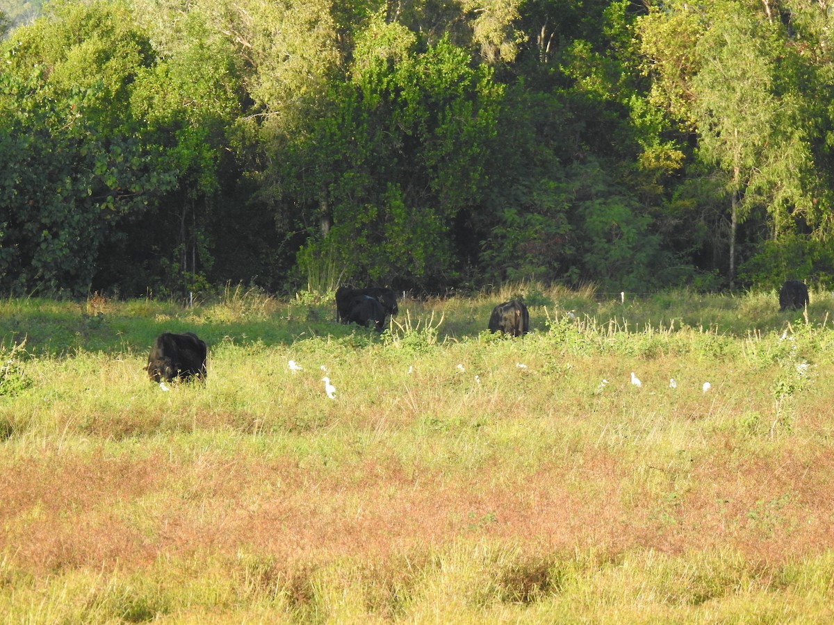 Eastern Cattle Egret - ML620765549