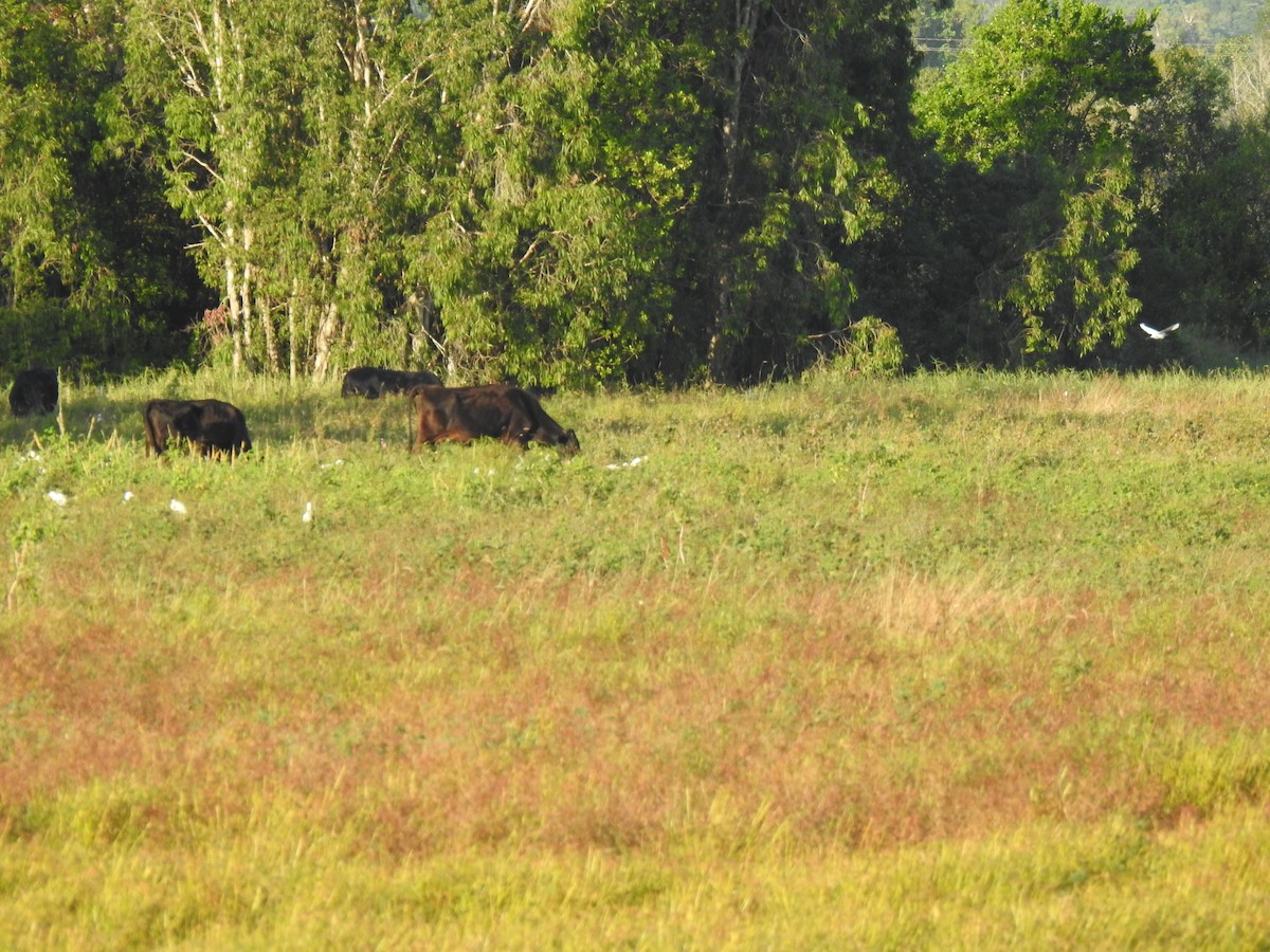 Eastern Cattle Egret - ML620765550