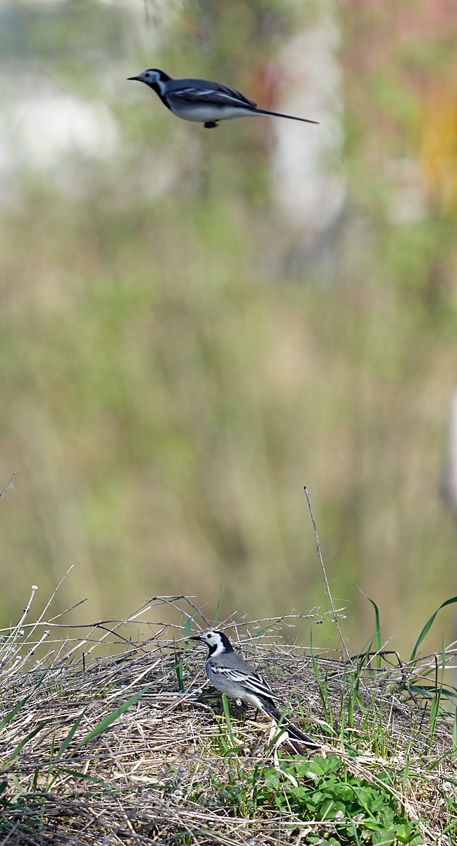 White Wagtail (White-faced) - ML620765551