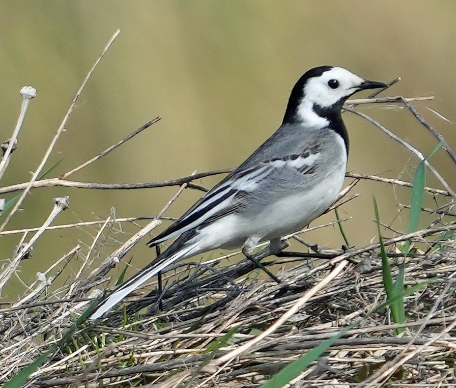 White Wagtail (White-faced) - ML620765552