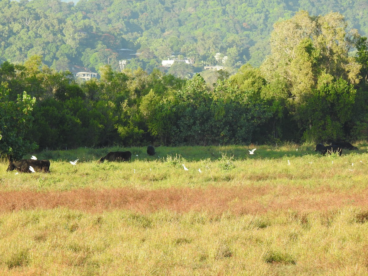 Eastern Cattle Egret - ML620765557