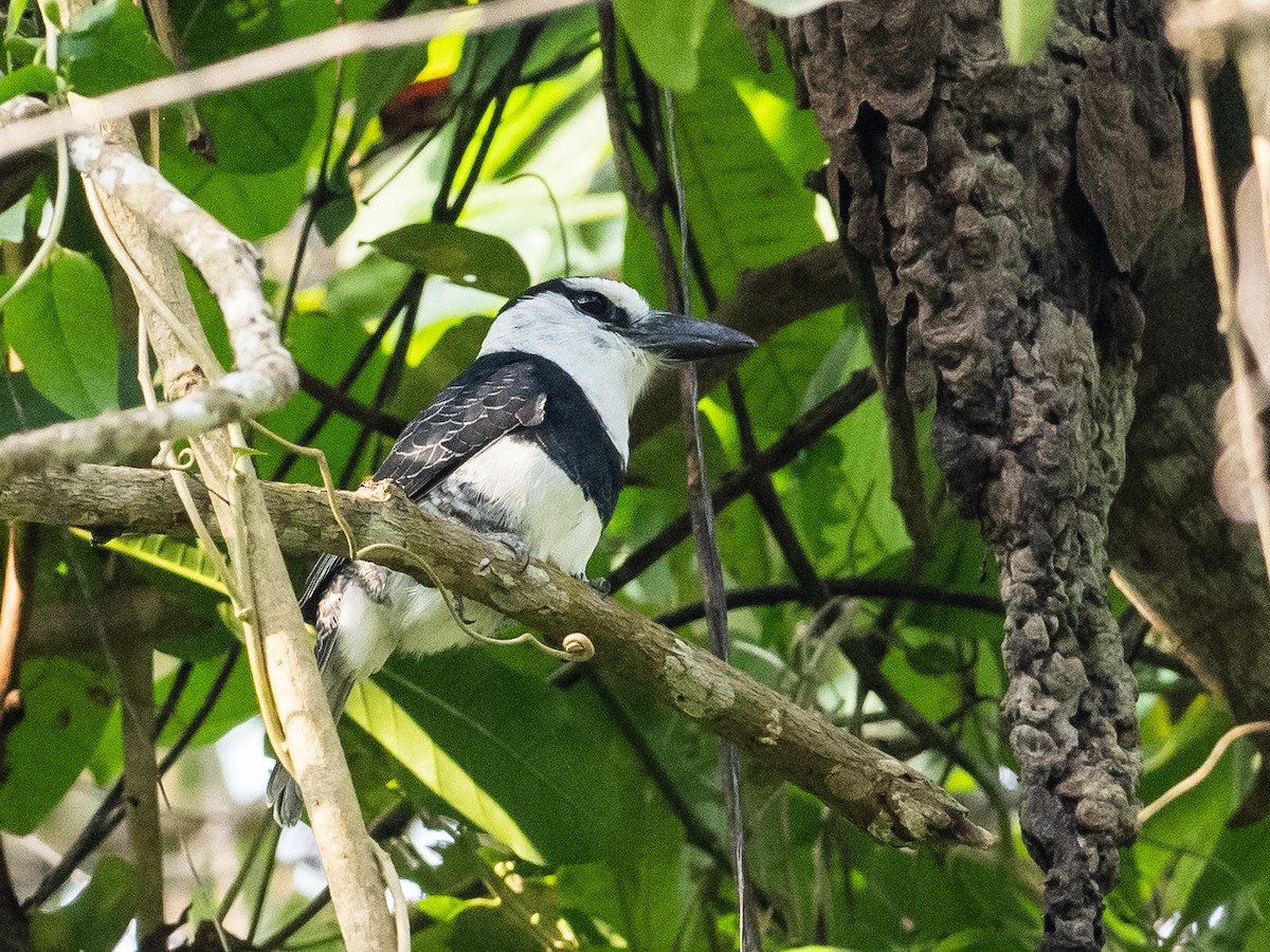 Weißnacken-Faulvogel - ML620765559