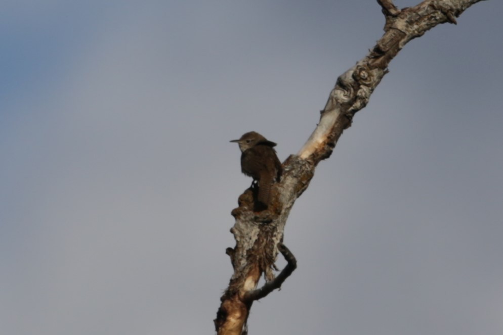 House Wren - ML620765564