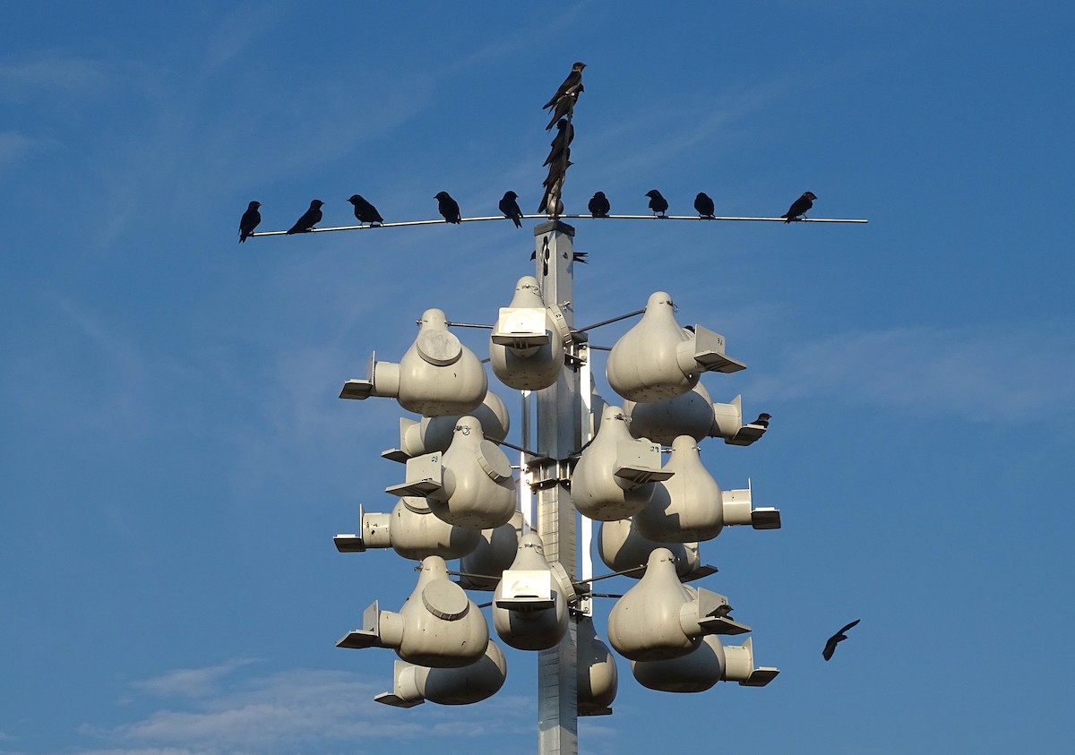 Purple Martin - ML620765567