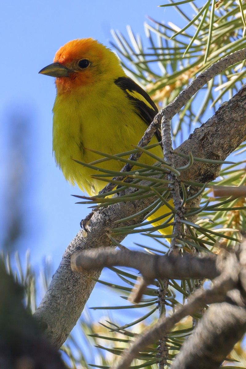 Western Tanager - ML620765568