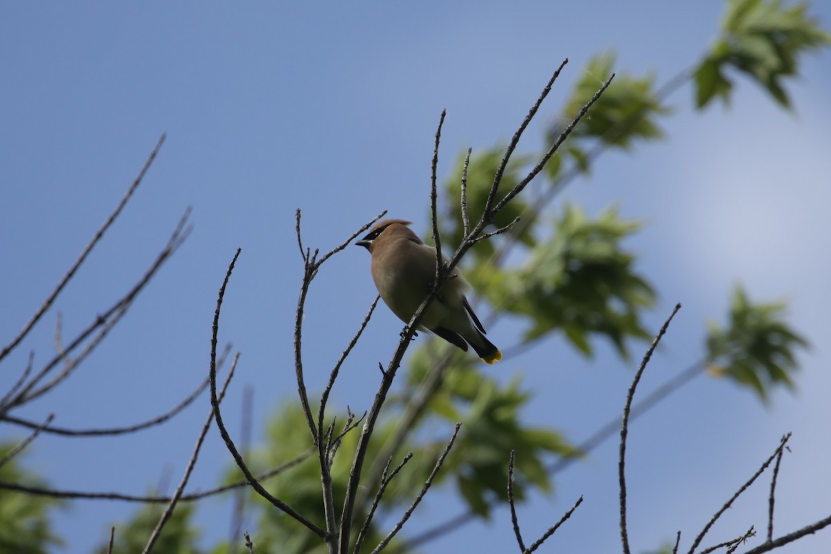 Cedar Waxwing - ML620765569