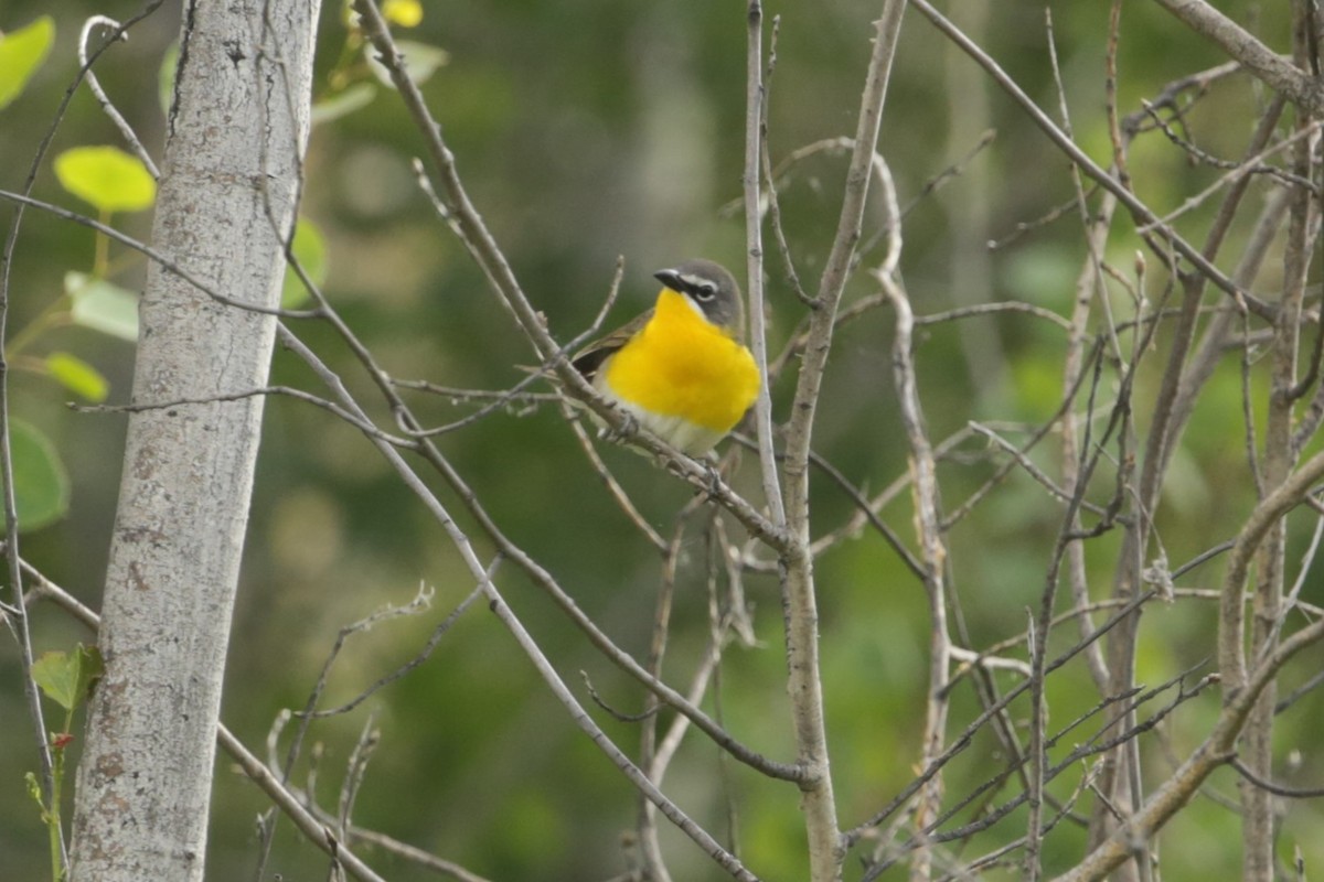 Yellow-breasted Chat - Samuel Hain