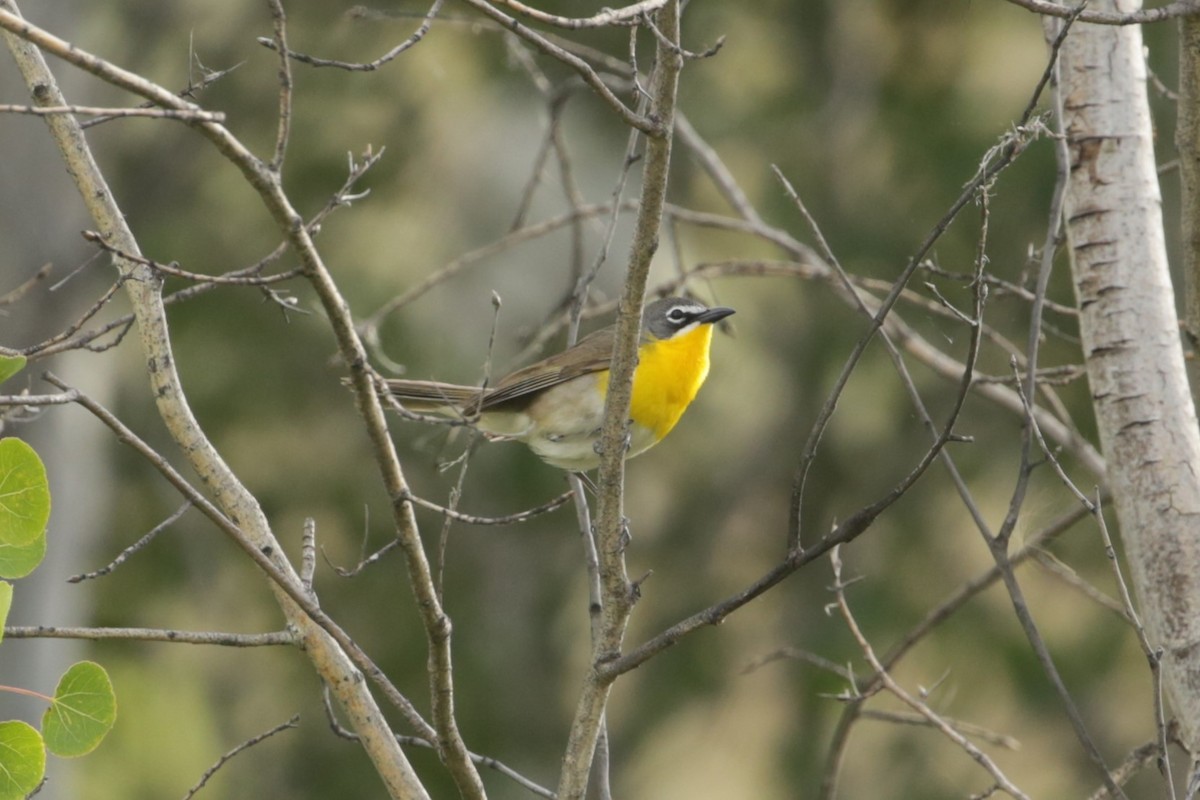 Yellow-breasted Chat - ML620765573