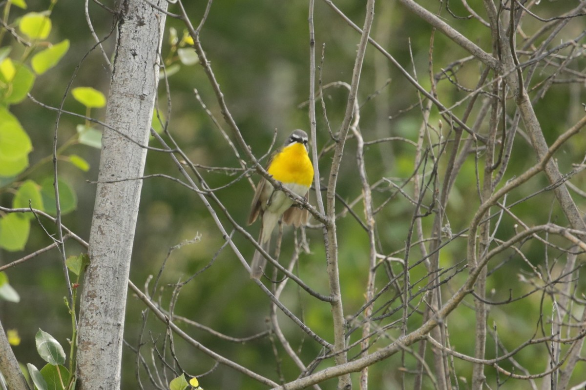 Yellow-breasted Chat - ML620765574