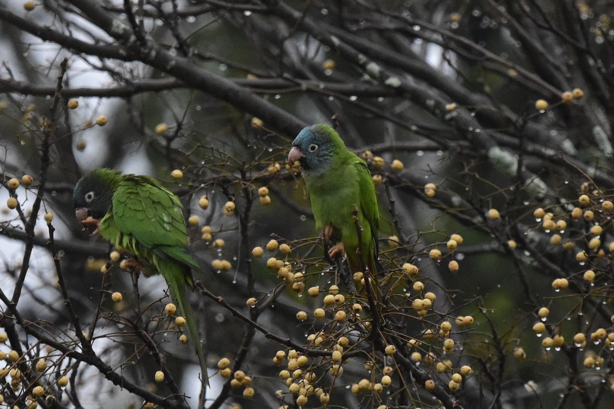 Conure à tête bleue - ML620765575