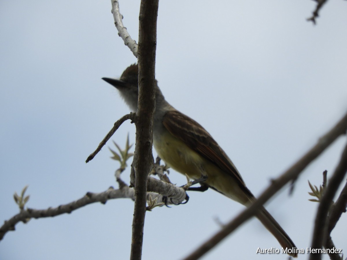 Brown-crested Flycatcher - ML620765577