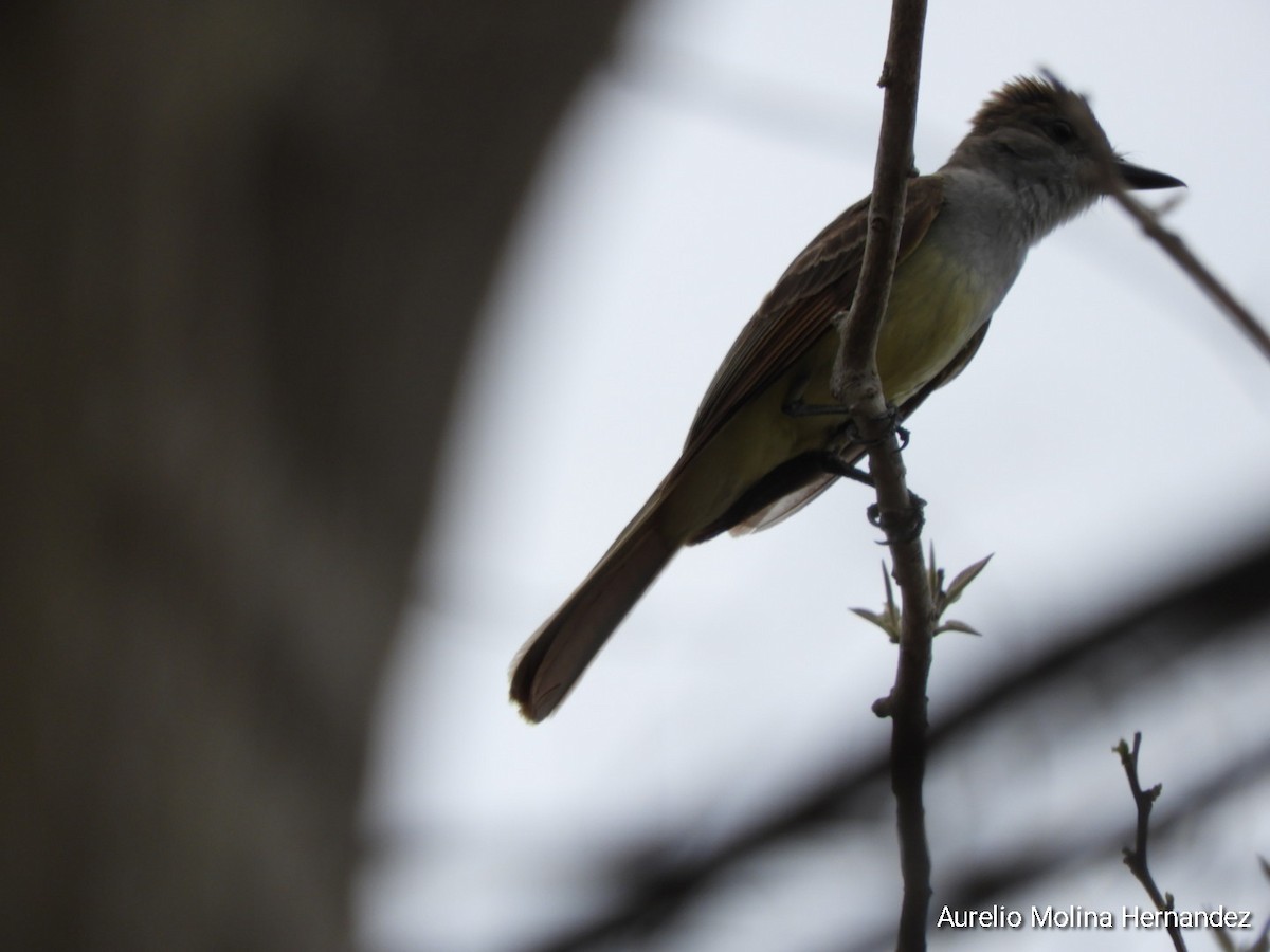 Brown-crested Flycatcher - ML620765578