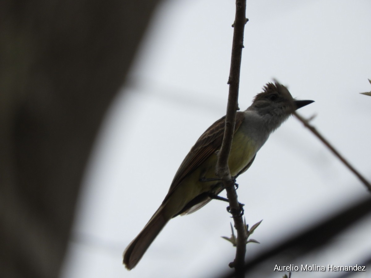 Brown-crested Flycatcher - ML620765579