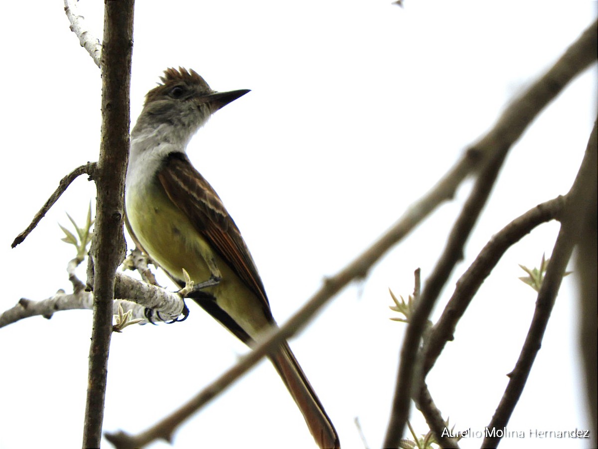 Brown-crested Flycatcher - ML620765580