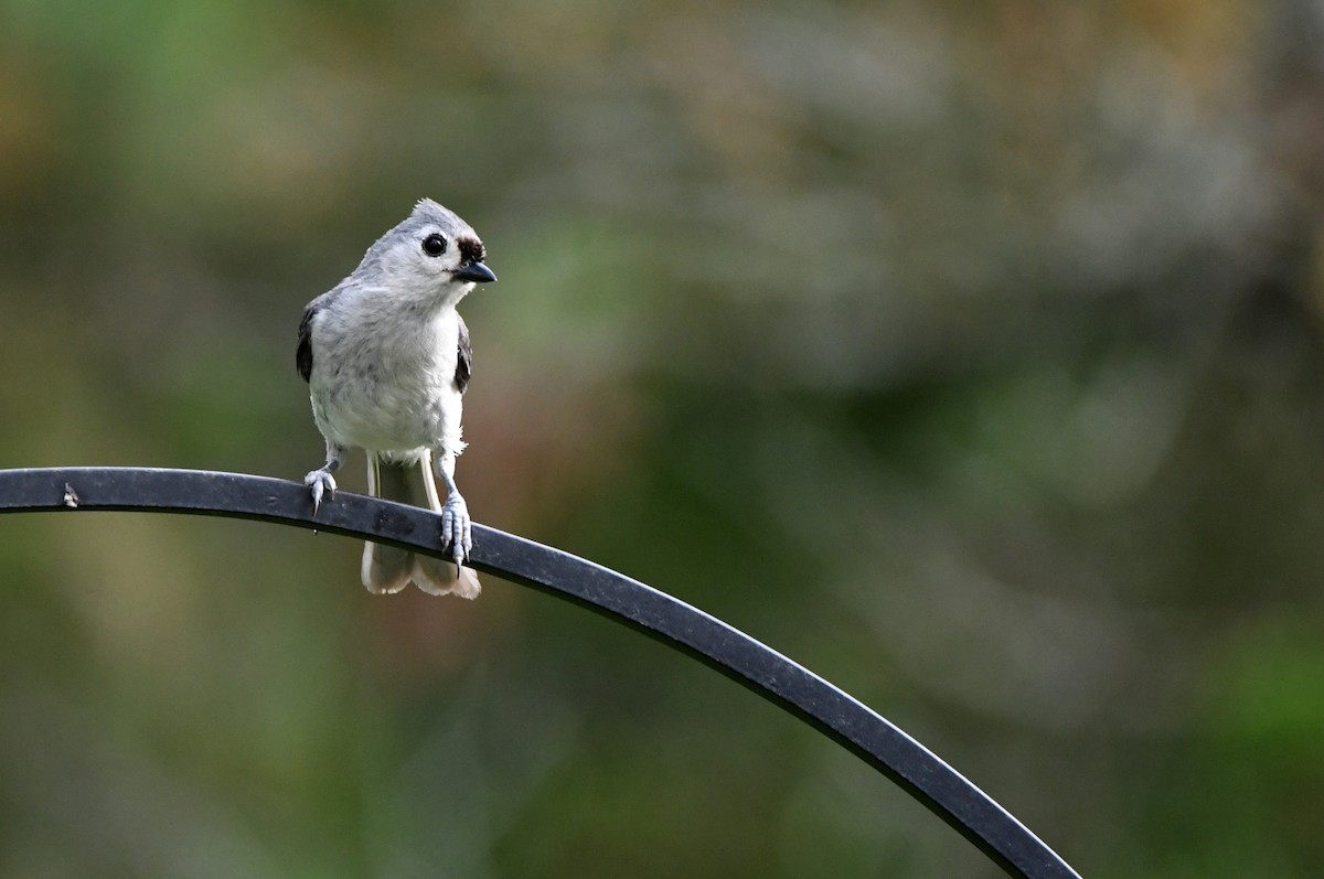 Tufted Titmouse - ML620765582