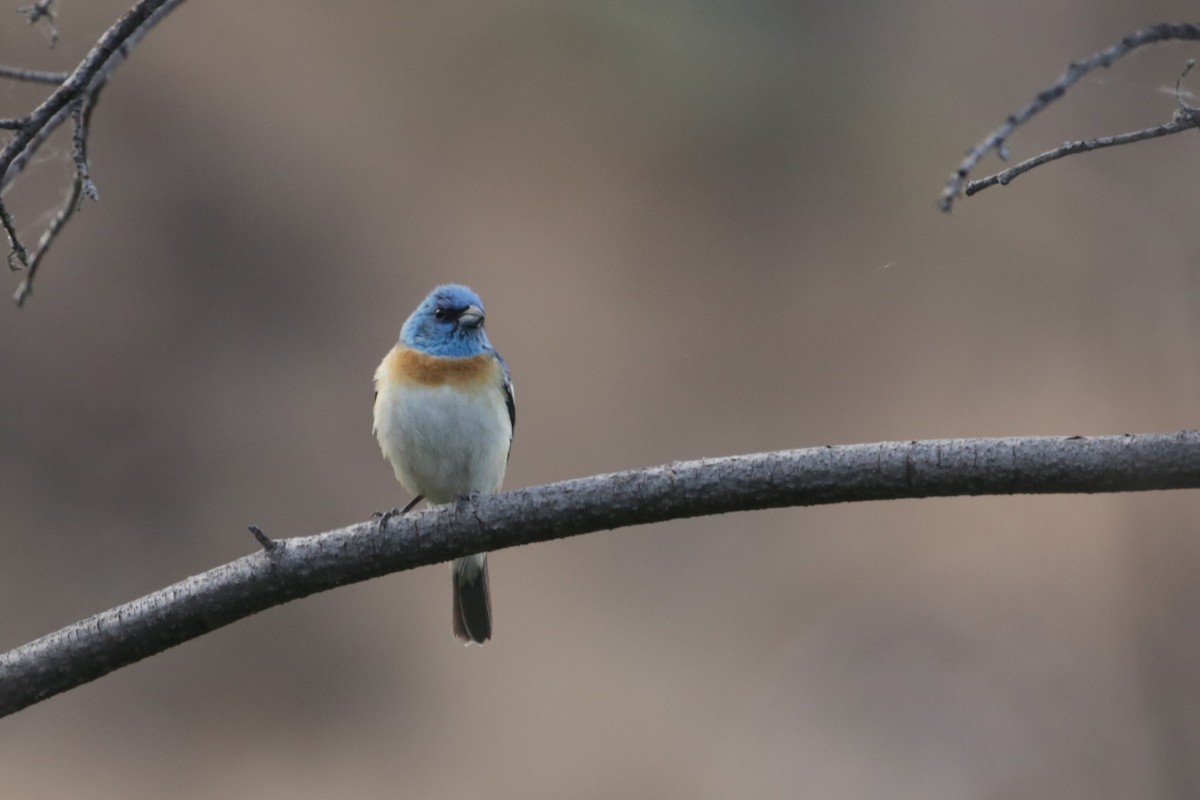 Lazuli Bunting - Samuel Hain