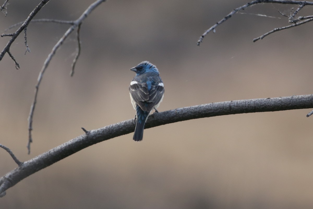 Lazuli Bunting - ML620765584