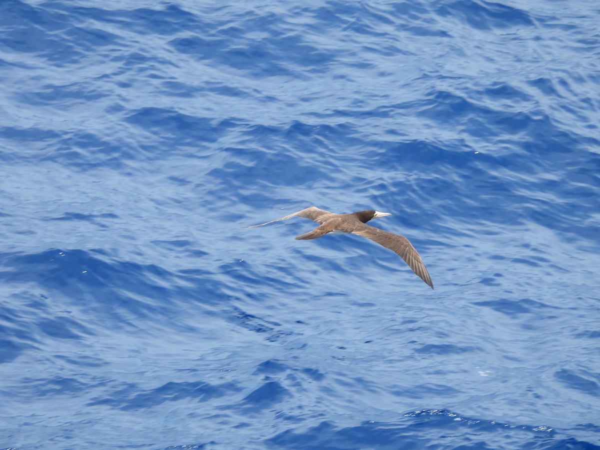 Brown Booby - ML620765586