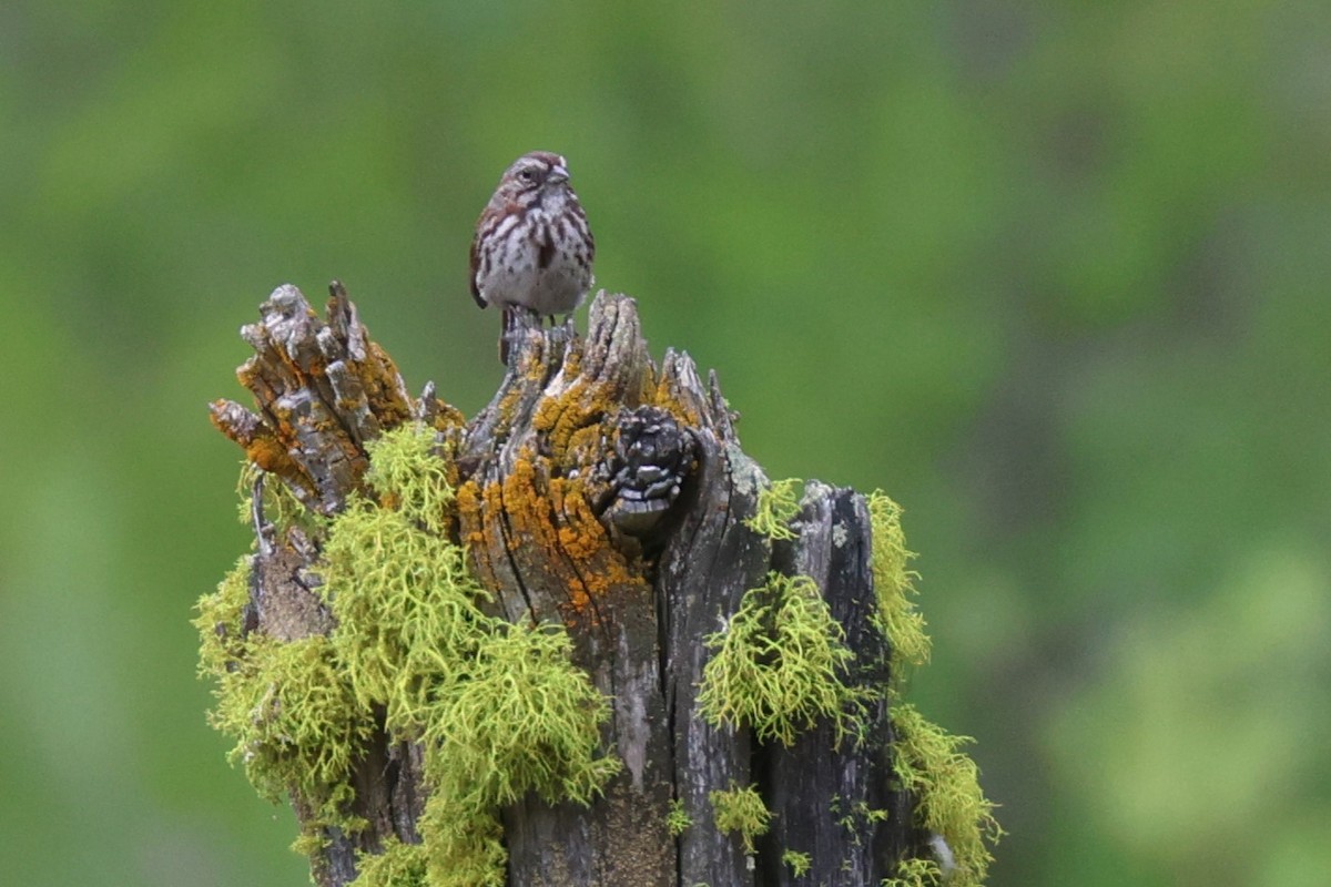 Song Sparrow - ML620765587