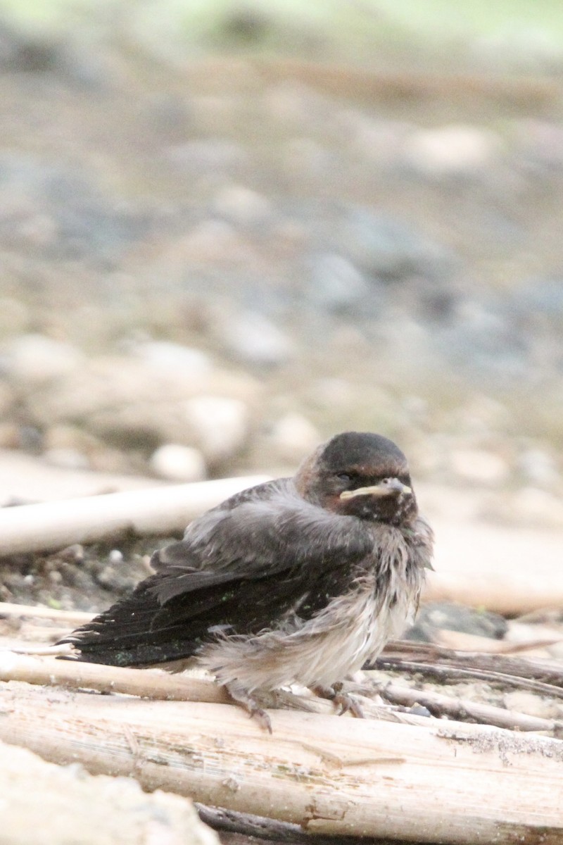 Golondrina Risquera - ML620765590