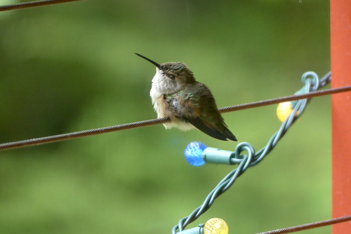 Rufous Hummingbird - ML620765592