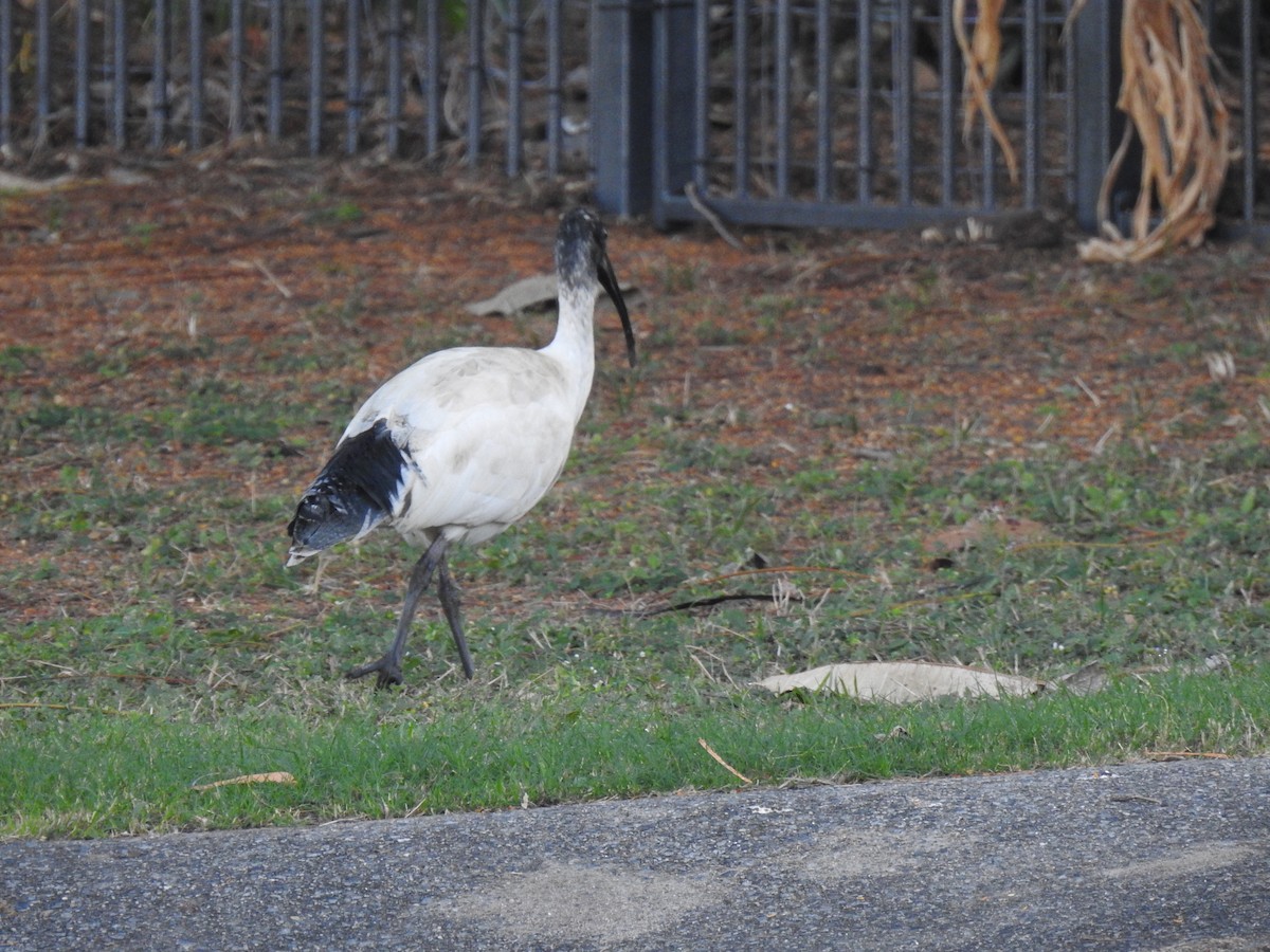 Ibis à cou noir - ML620765594