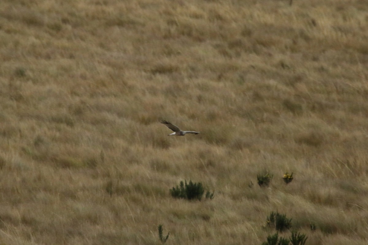 Cinereous Harrier - ML620765595