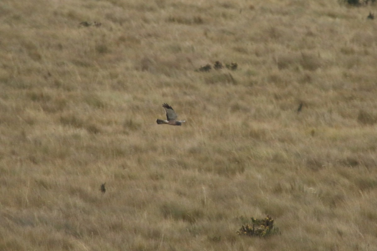 Cinereous Harrier - ML620765596