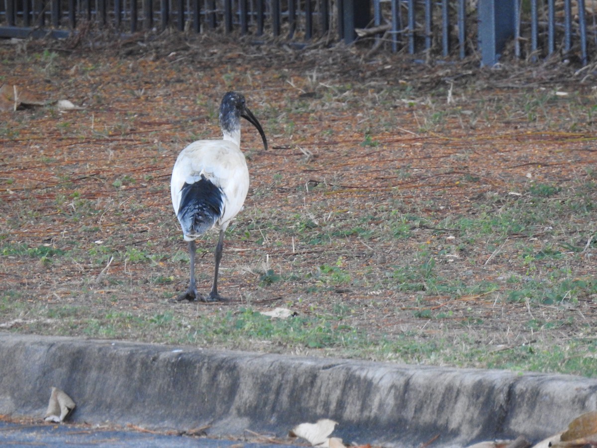 Australian Ibis - ML620765597