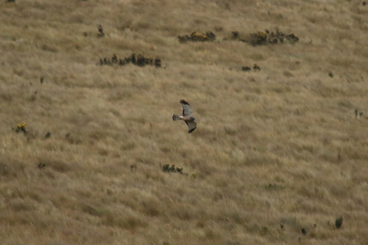 Cinereous Harrier - ML620765598