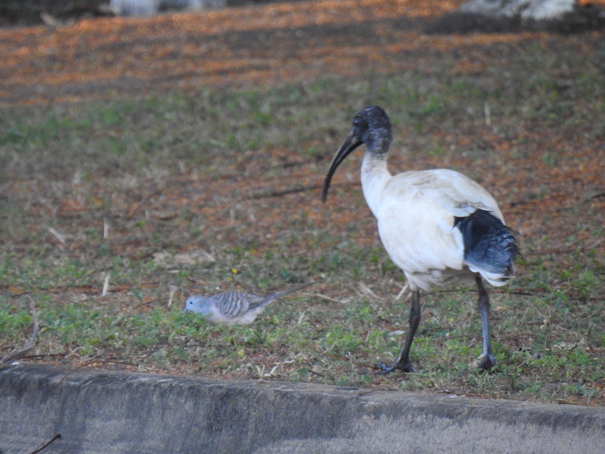 Ibis à cou noir - ML620765600