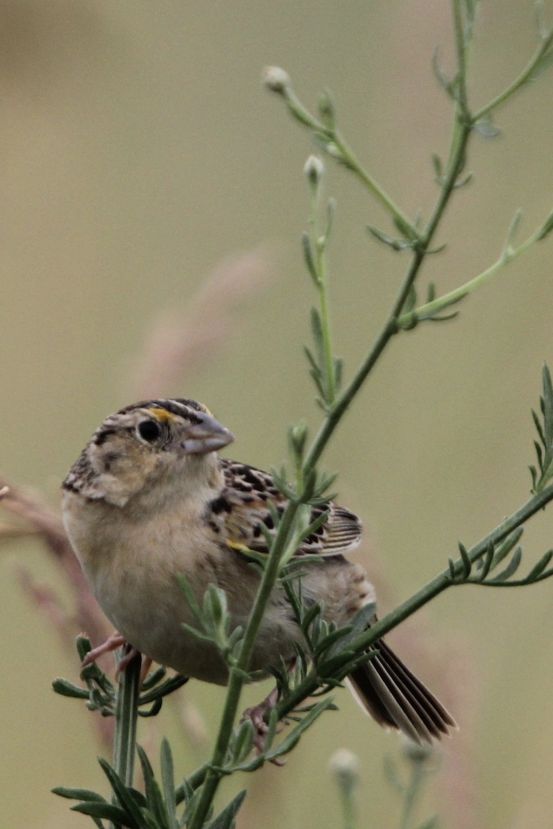 Grasshopper Sparrow - Toni Van Wesep