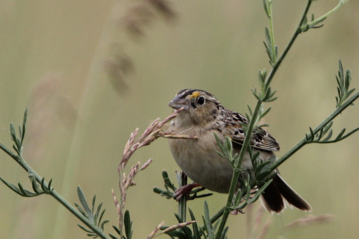 Grasshopper Sparrow - ML620765605