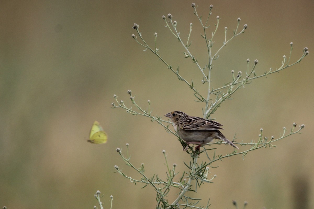 Grasshopper Sparrow - ML620765606