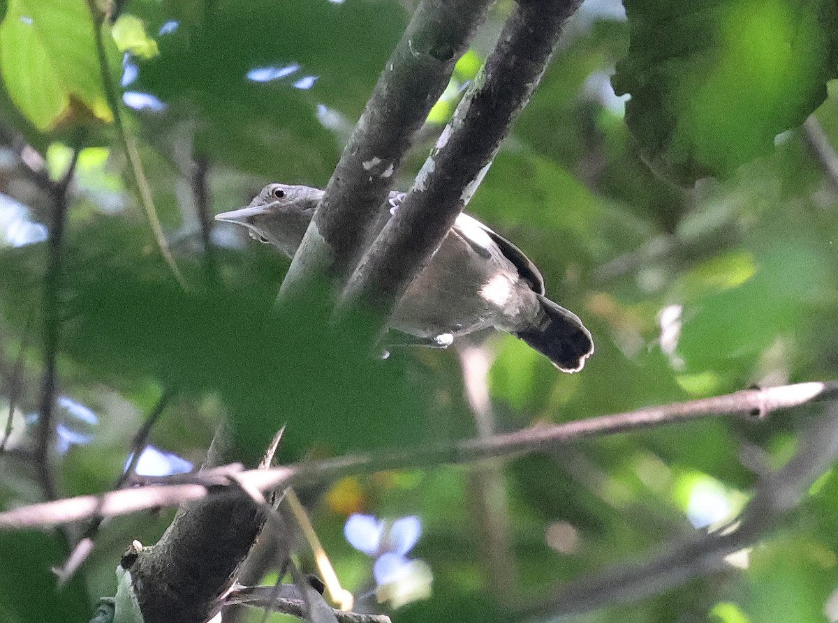 Gray Wren - ML620765612