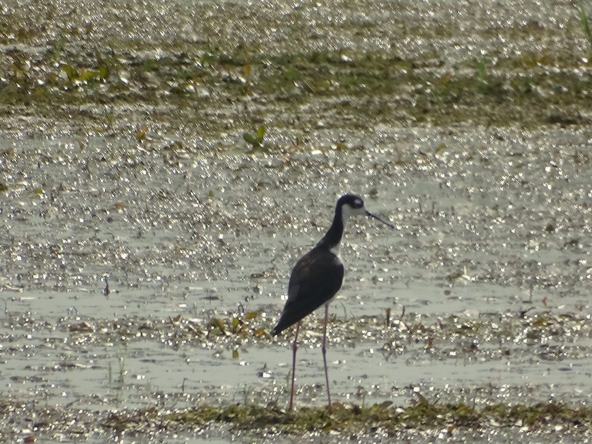 Black-necked Stilt - Su Snyder