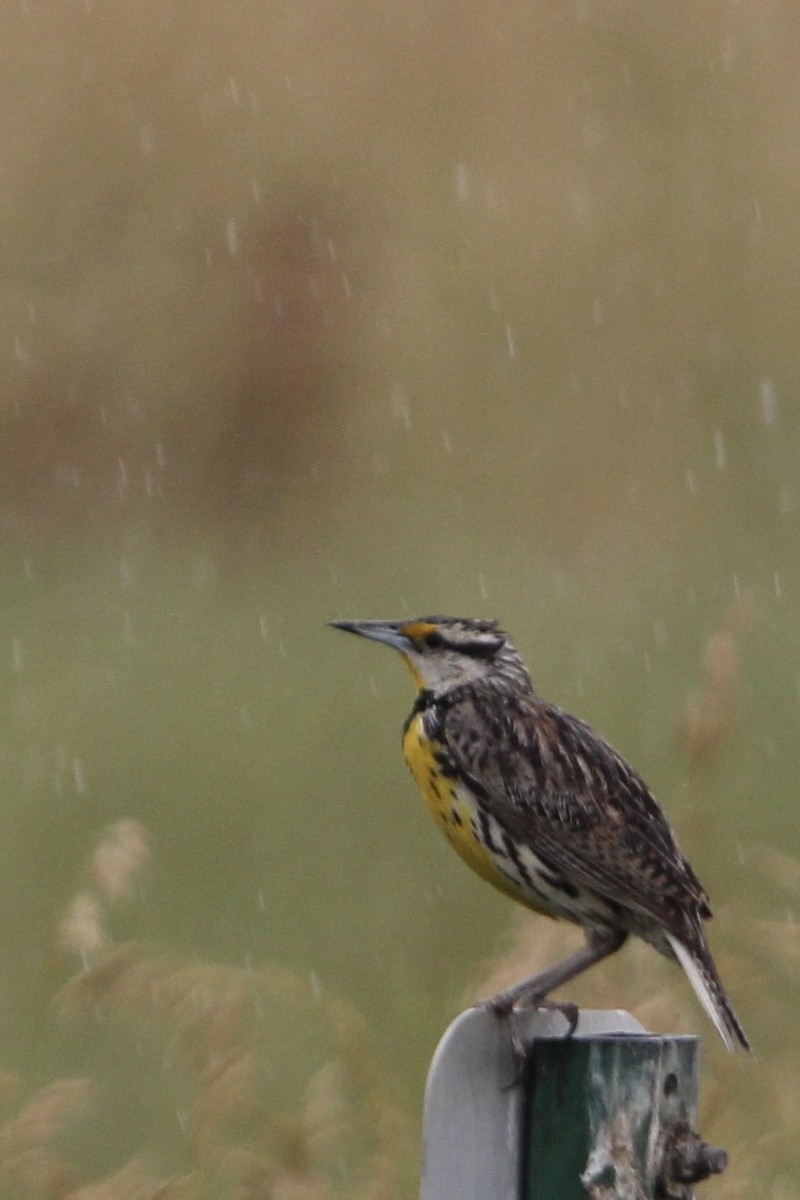 Eastern Meadowlark - ML620765621