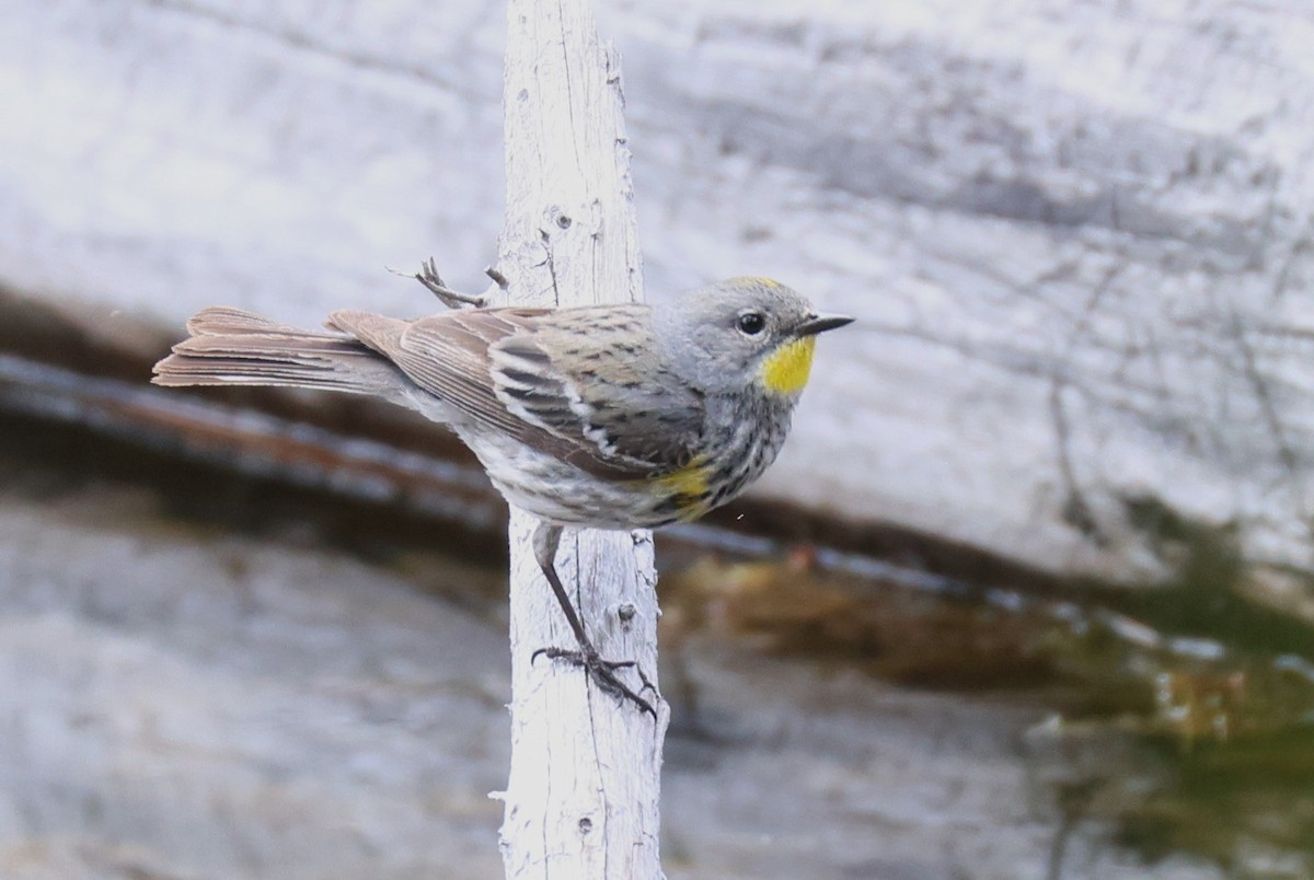 Yellow-rumped Warbler - ML620765622