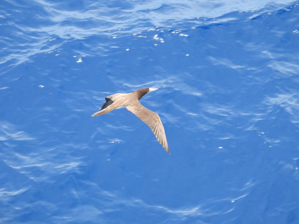 Brown Booby - ML620765624