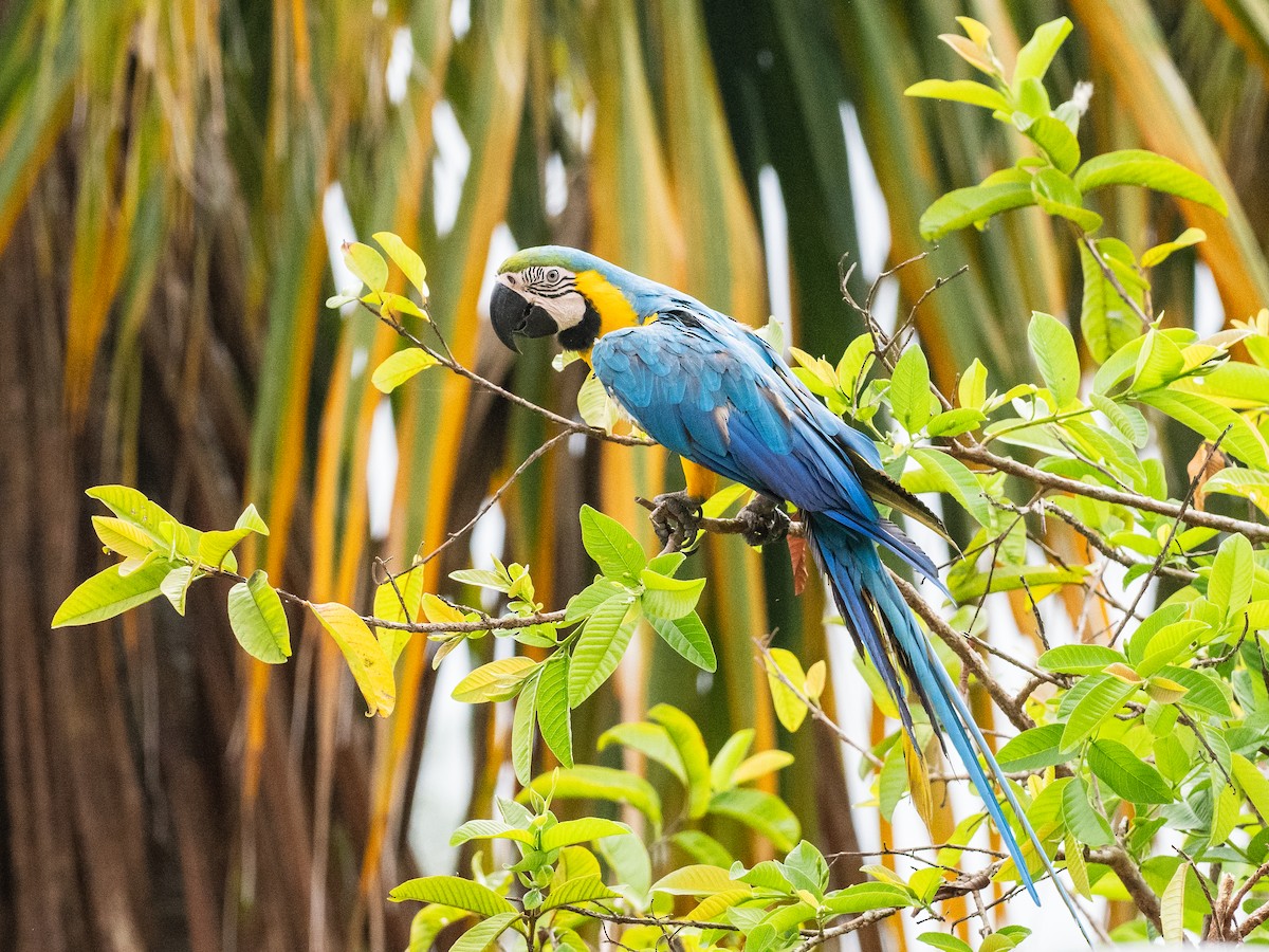 Military Macaw - ML620765627