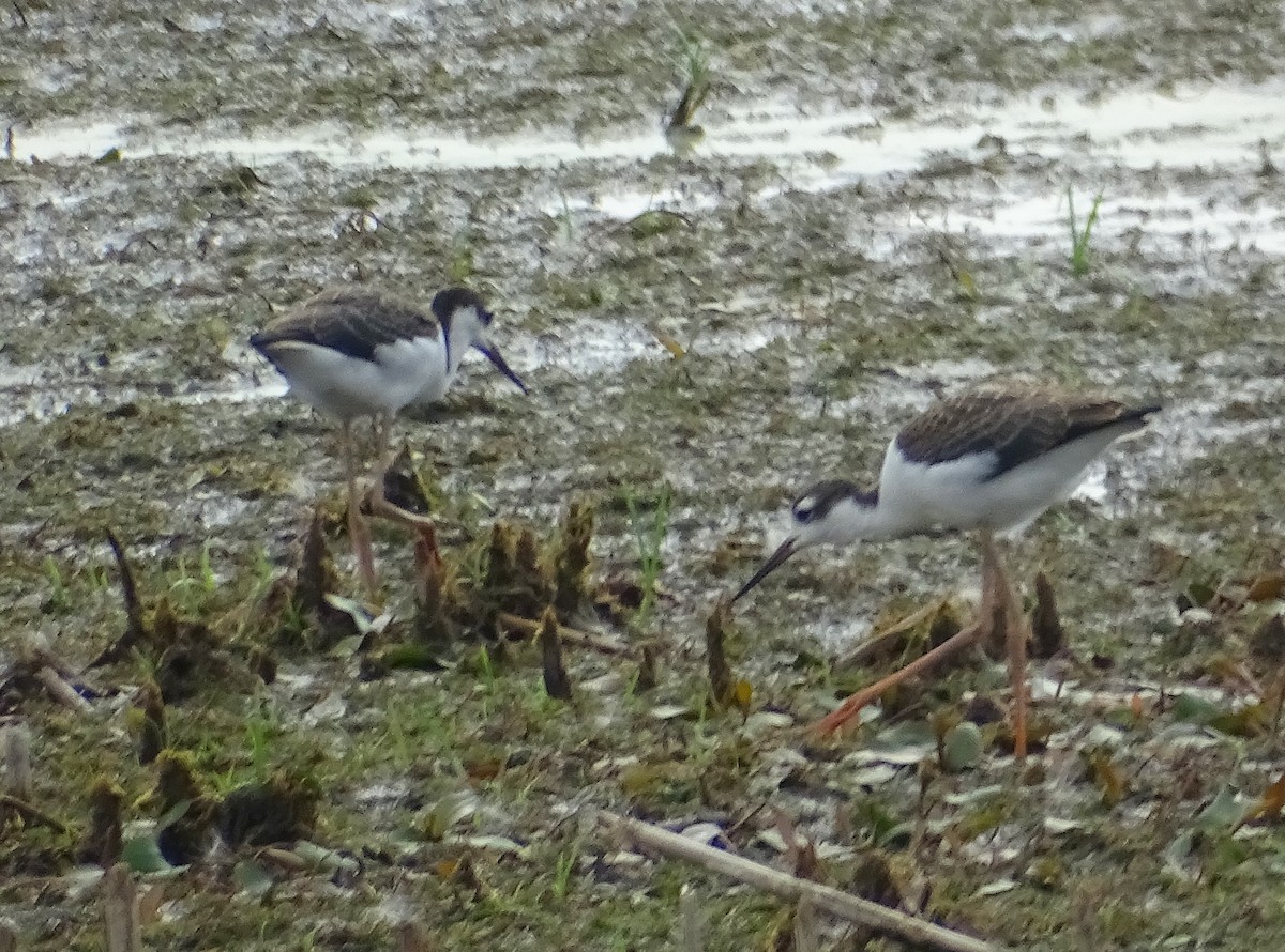 Black-necked Stilt - ML620765630