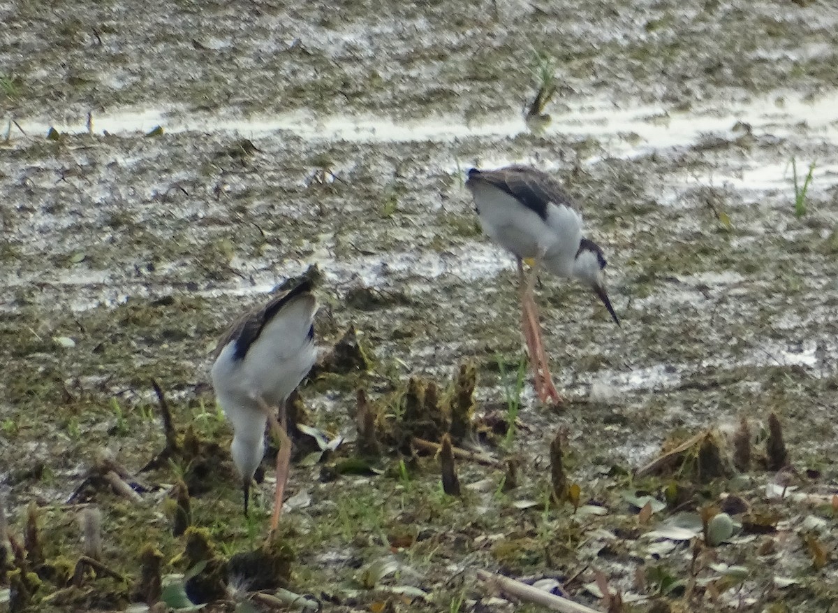 Black-necked Stilt - ML620765631