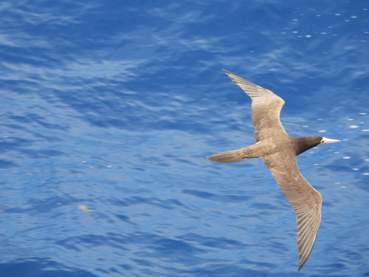 Brown Booby - ML620765638