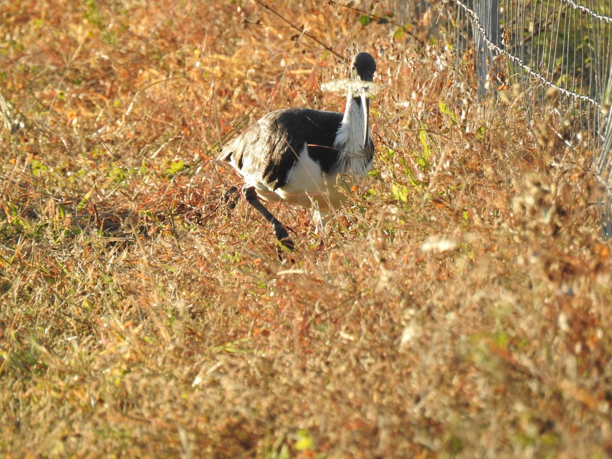 Straw-necked Ibis - Monica Mesch