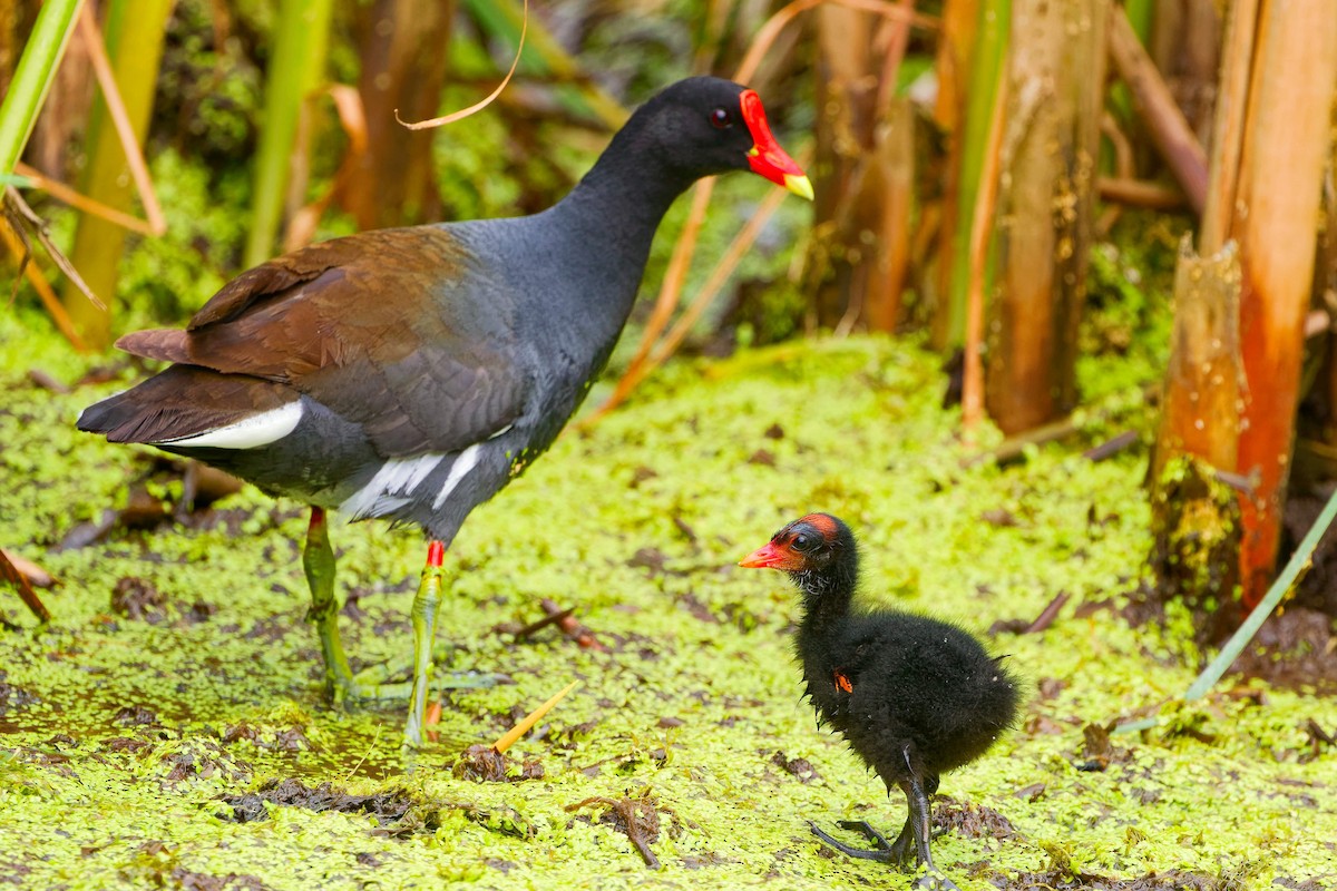 Gallinule d'Amérique - ML620765648