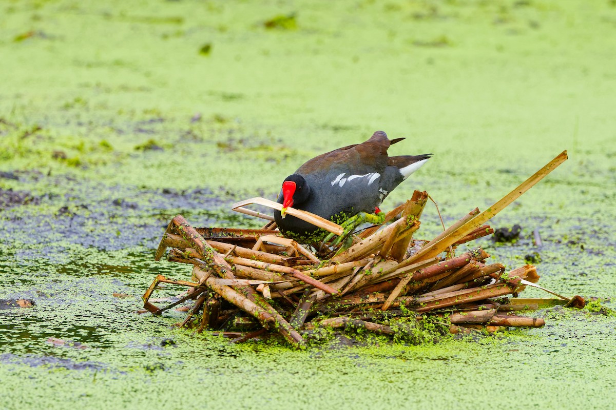 Common Gallinule - ML620765649