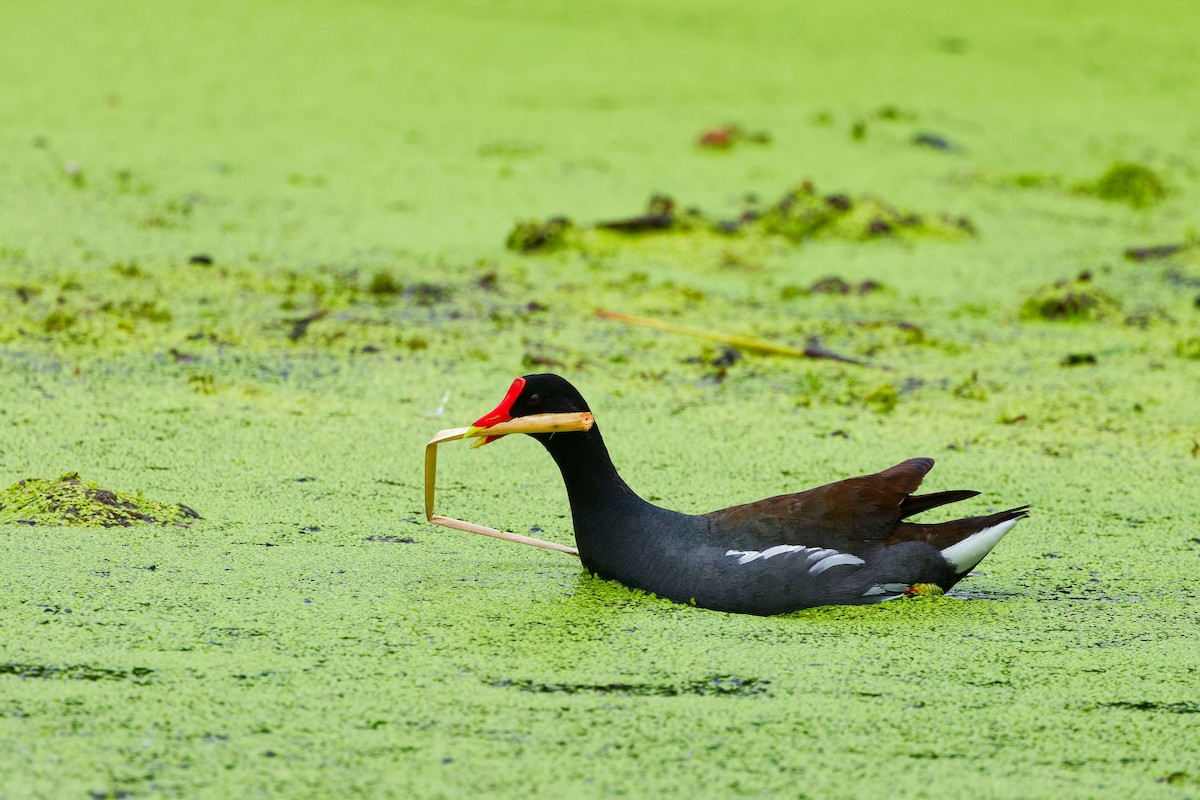 Common Gallinule - ML620765650