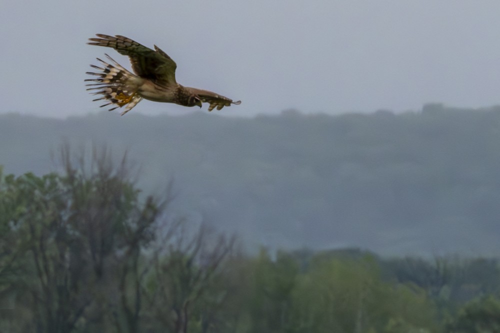 Northern Harrier - ML620765668