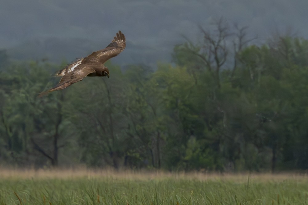 Northern Harrier - ML620765669