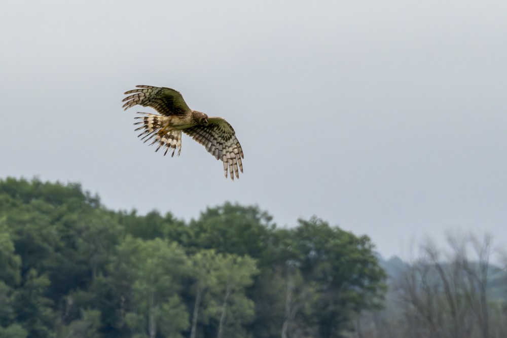 Northern Harrier - ML620765670